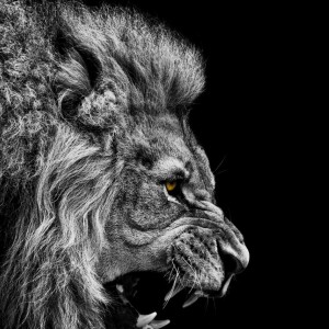 Angry male lion